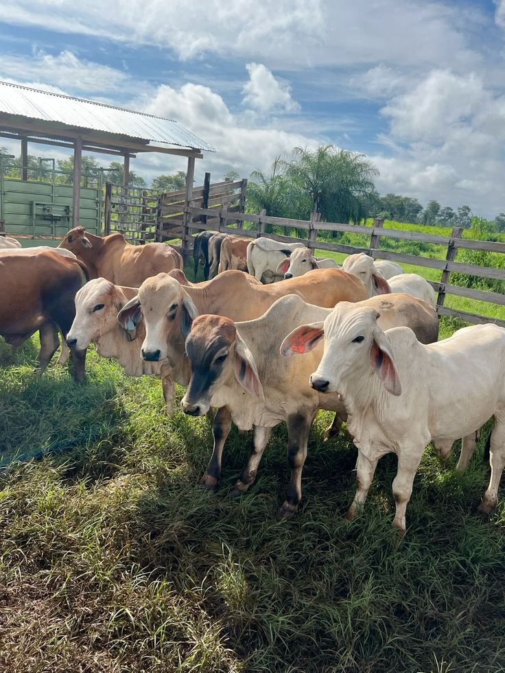 Agriboost Operations 3