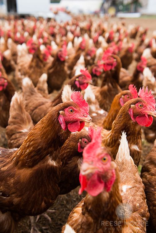 Agriboost Poultry Farming